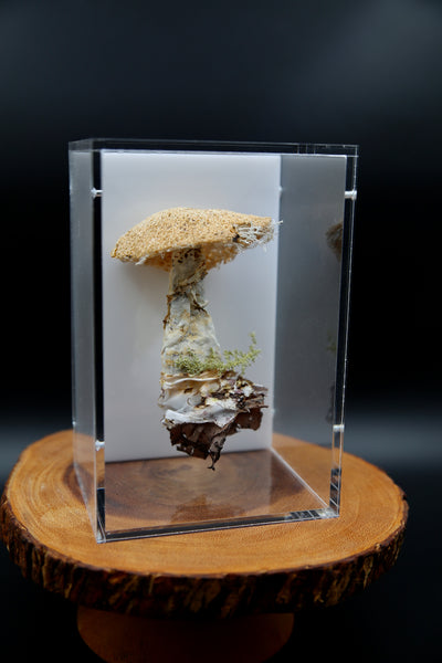 Deathcap Amanita fungi 3D Thread Sculpture.