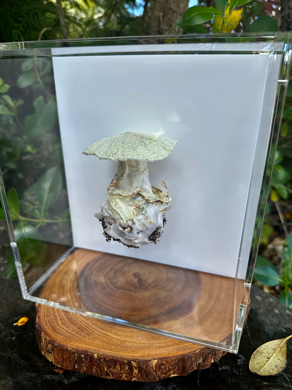 Deathcap Amanita fungi 3D Thread Sculpture #2.