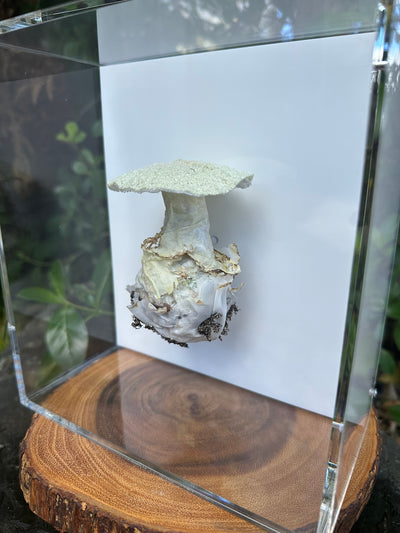 Deathcap Amanita fungi 3D Thread Sculpture #2.