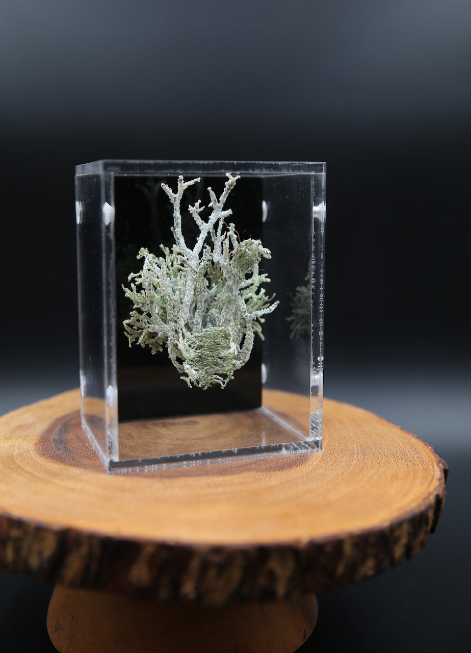 Green Lichen 3D sculpture.