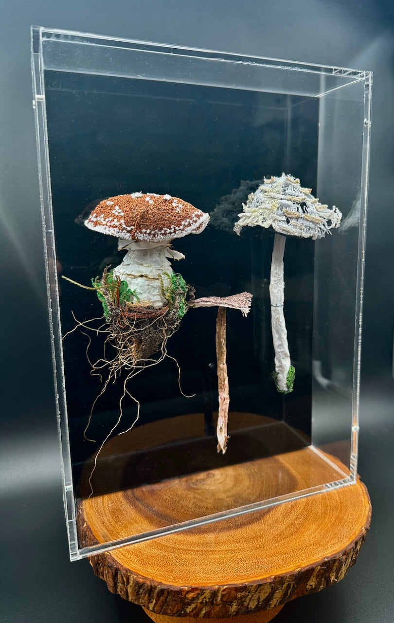 Fungi of New Zealand 3D Thread Sculpture.