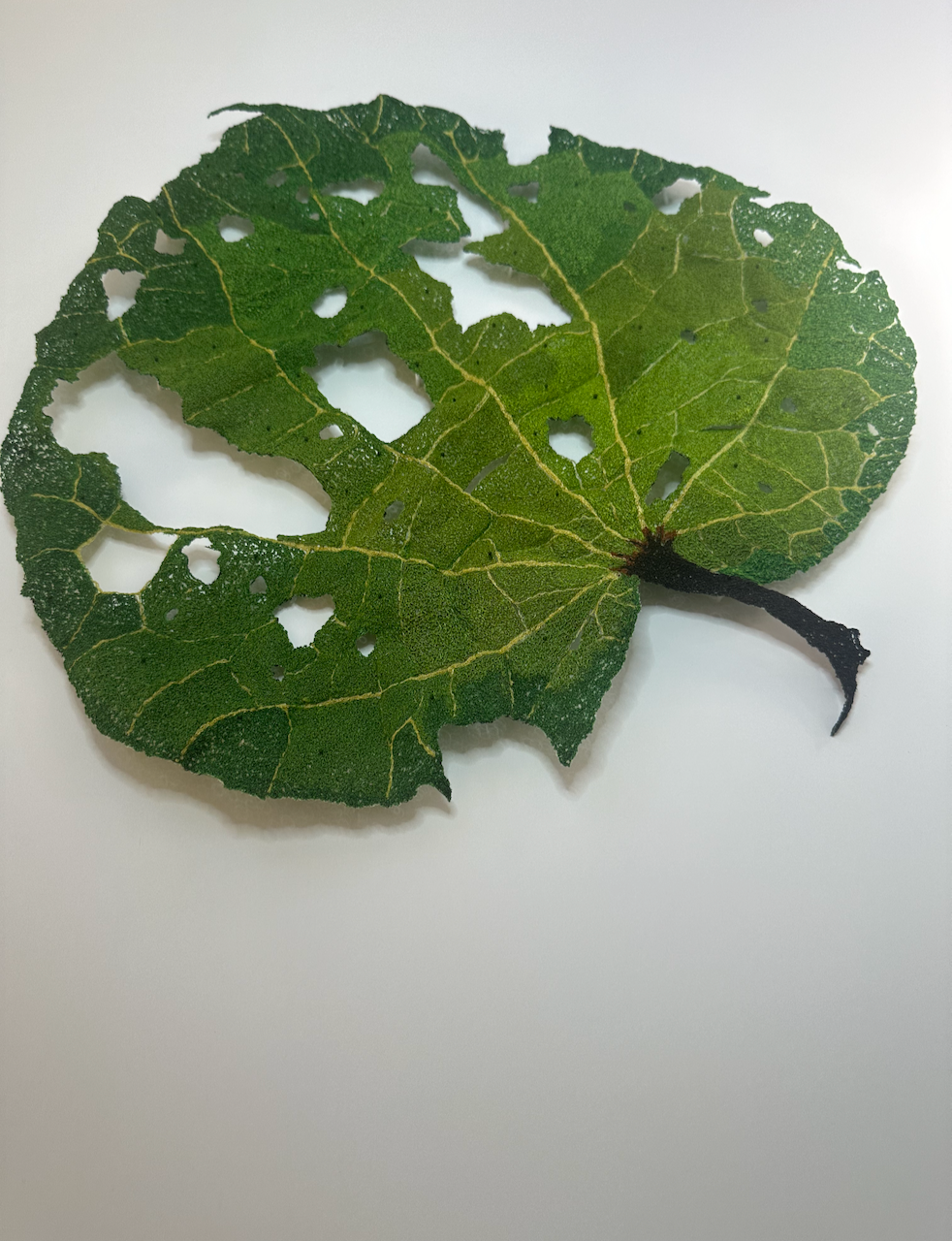Giant Kawakawa Leaf sculptural embroidery