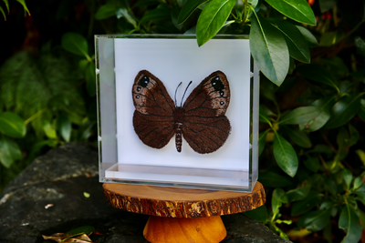 Black mountain ringlet butterfly 3D Thread Sculpture.