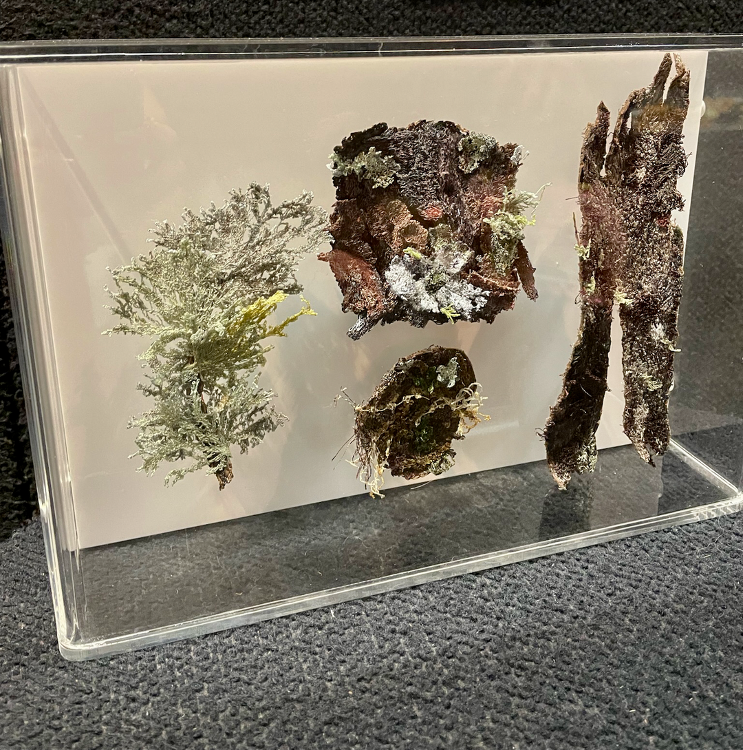 2rd Place Winner & Merit Award - THE TRUSTS AWARDS 35TH ART EXHIBITION