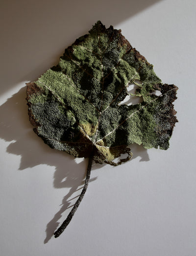 Whau Leaf of NZ thread sculpture.