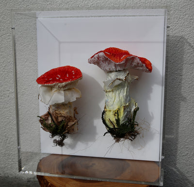 Amanita Muscaria 3D Thread Sculpture.