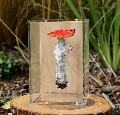 Amanita muscaria fungi 3D Thread Sculpture.