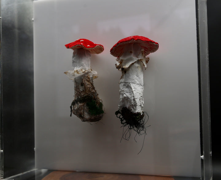 Amanita fungi of New Zealand 3D Thread Sculpture. #3.