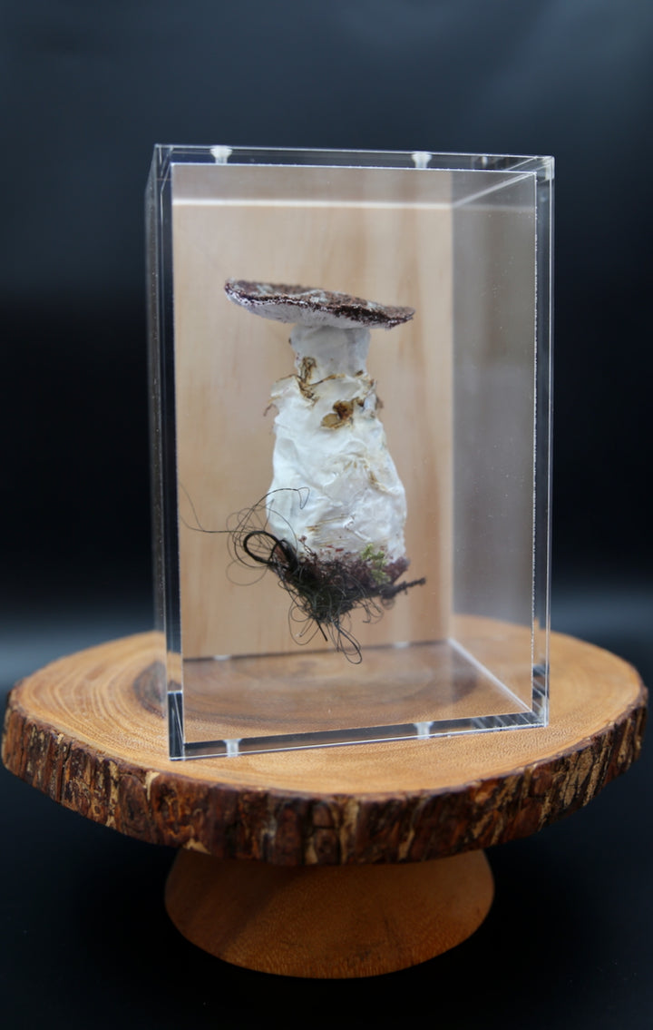 Amanita karea fungi 3D Thread Sculpture.