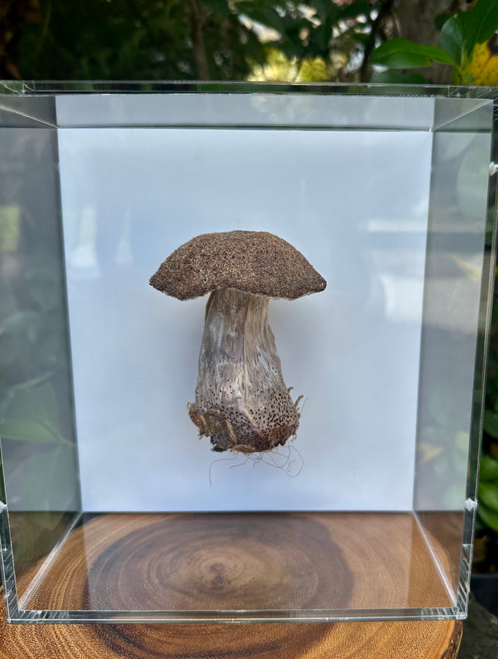 Birch Bolete fungi #3  3D Thread Sculpture.