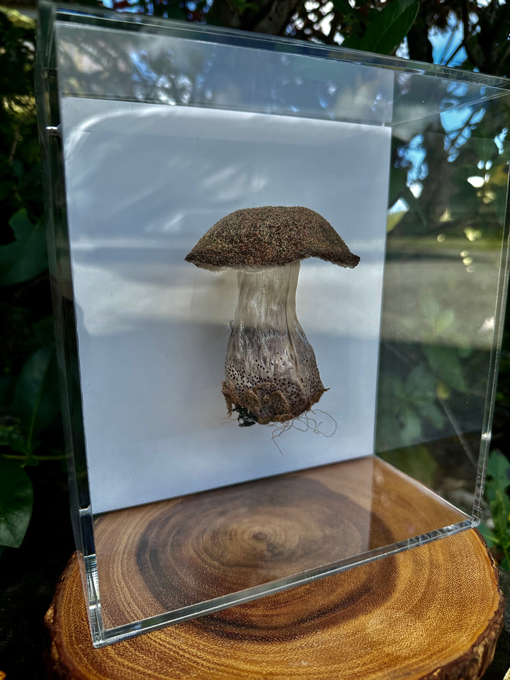 Birch Bolete fungi #3  3D Thread Sculpture.