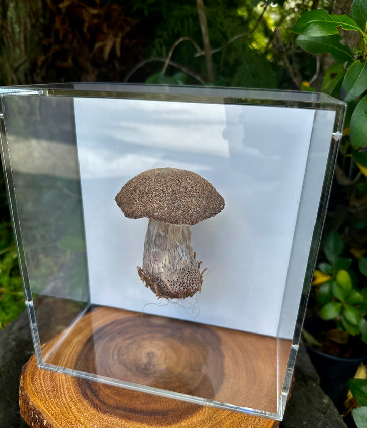 Birch Bolete fungi #3  3D Thread Sculpture.