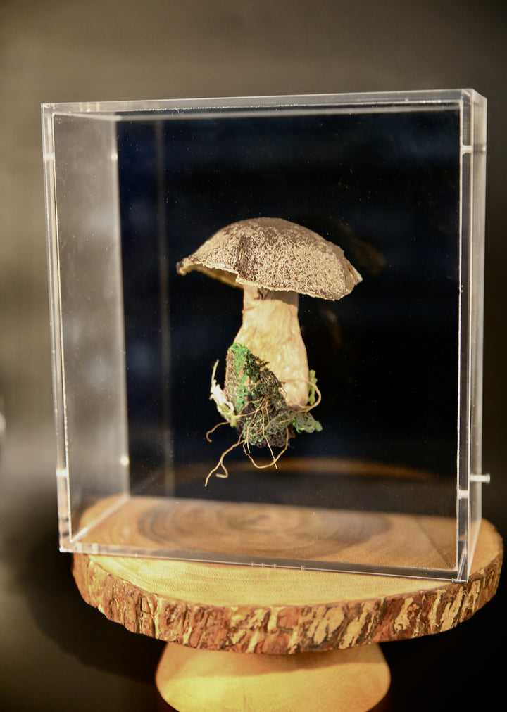 Birch Bolete fungi #2  3D Thread Sculpture.