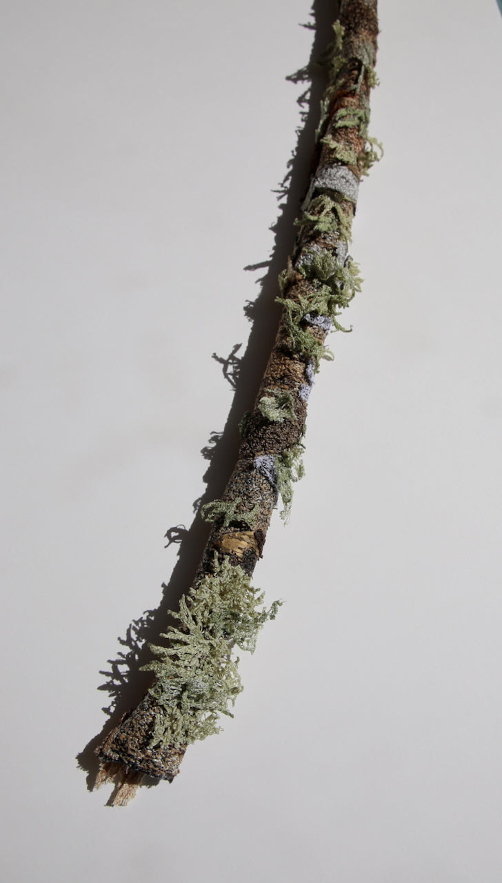 Native branchlet and lichen 3D Thread Sculpture.