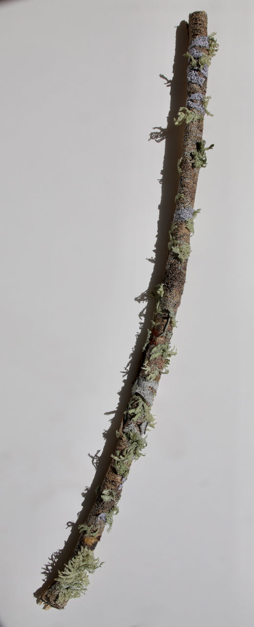 Native branchlet and lichen 3D Thread Sculpture.
