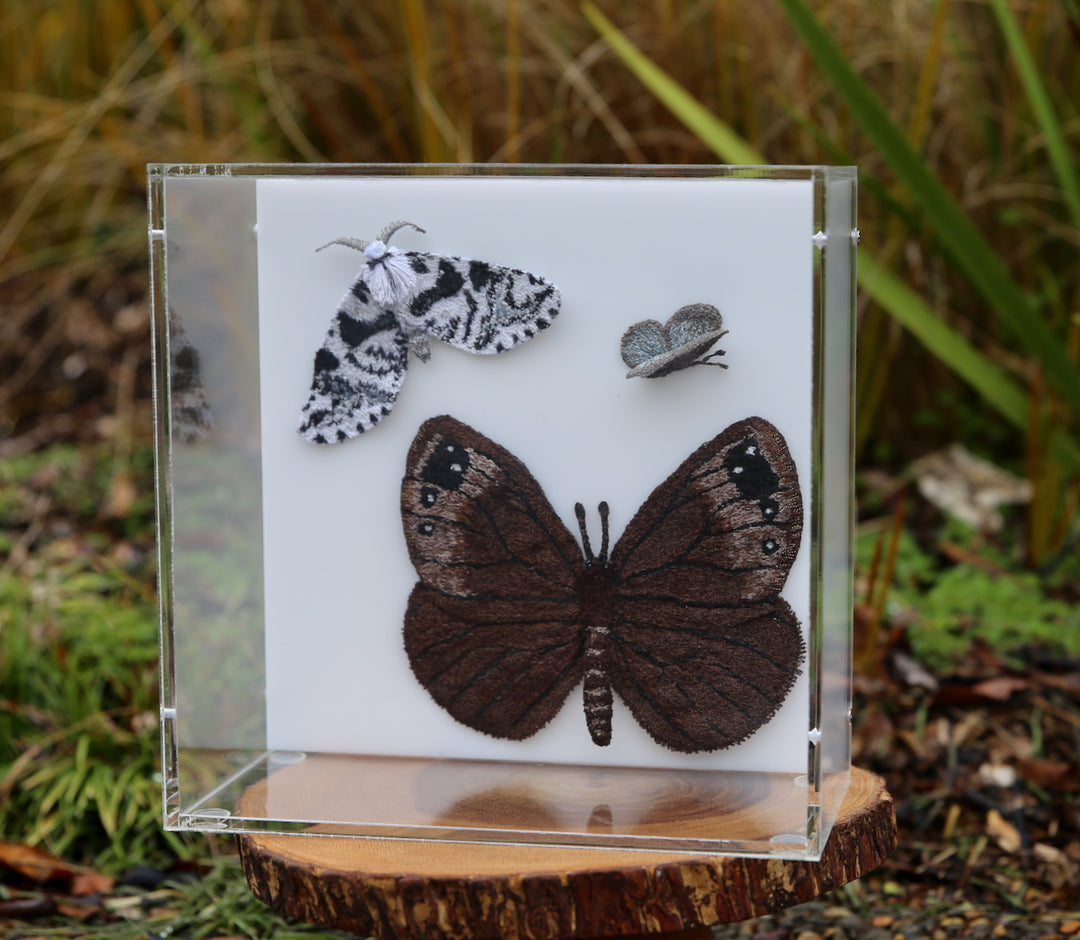 Butterflies & Moths of New Zealand 3D Thread Sculpture.