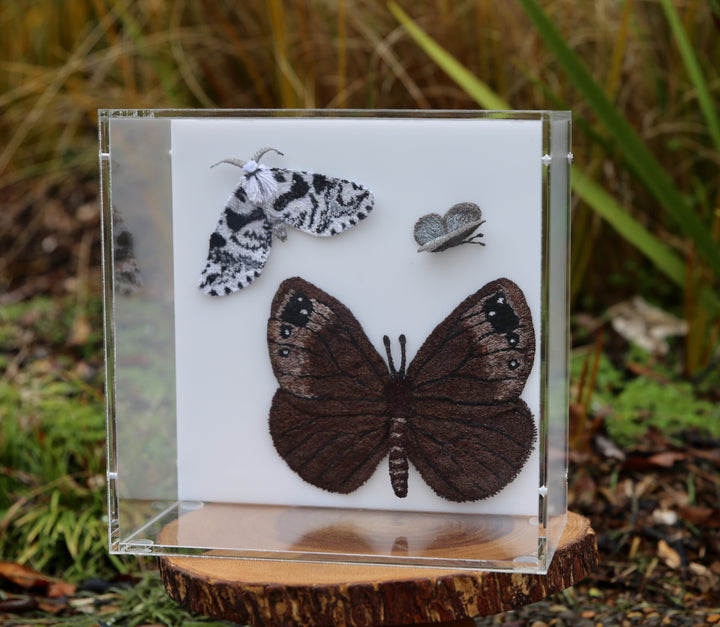 Butterflies & Moths of New Zealand 3D Thread Sculpture.
