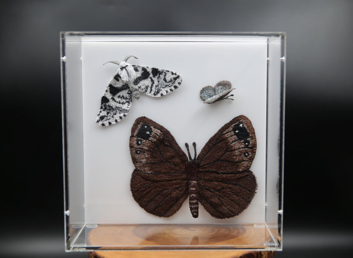 Butterflies & Moths of New Zealand 3D Thread Sculpture.