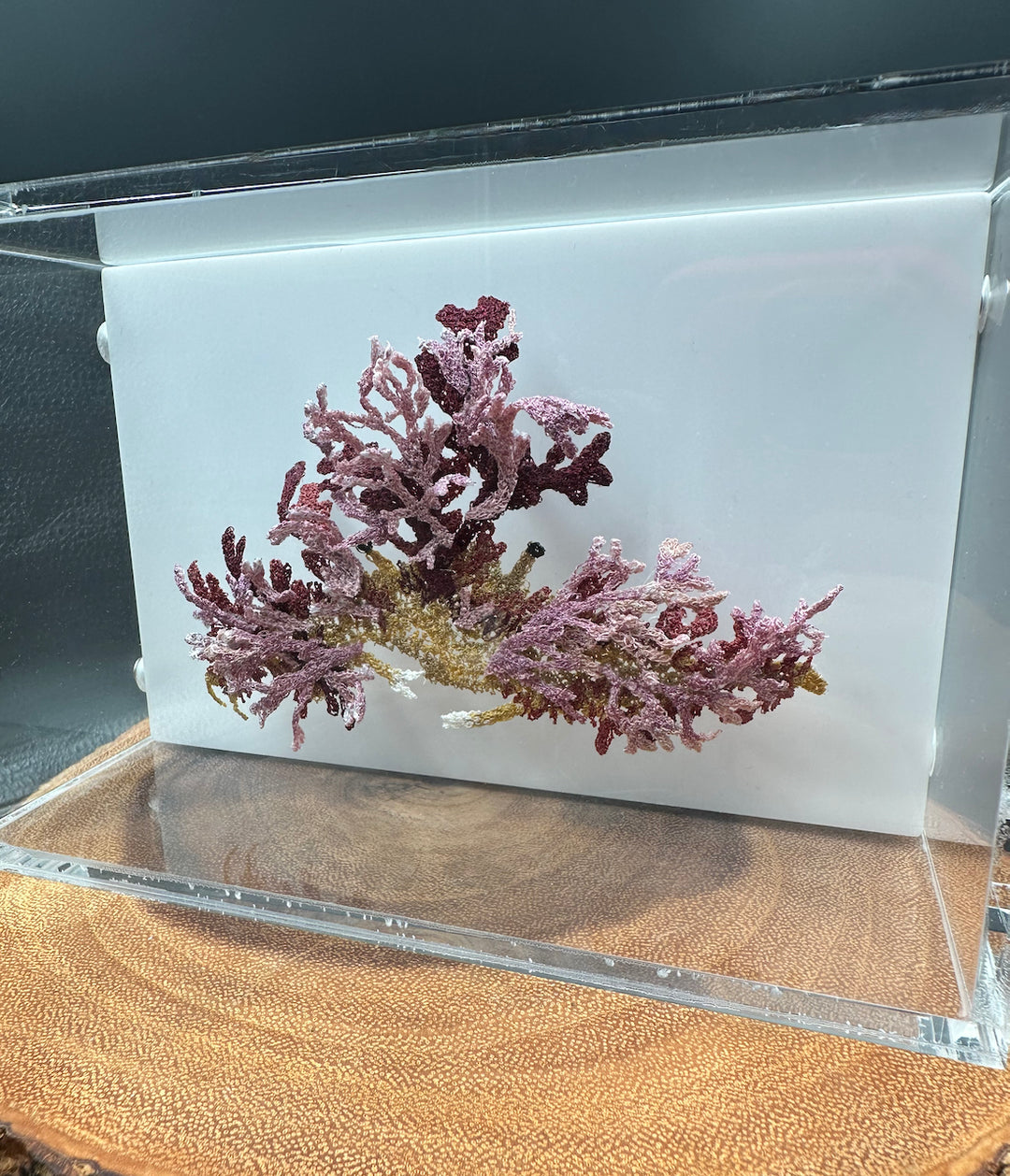 Camouflage crab 3D Thread Sculpture #2.