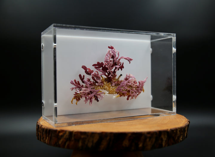 Camouflage crab 3D Thread Sculpture #2.