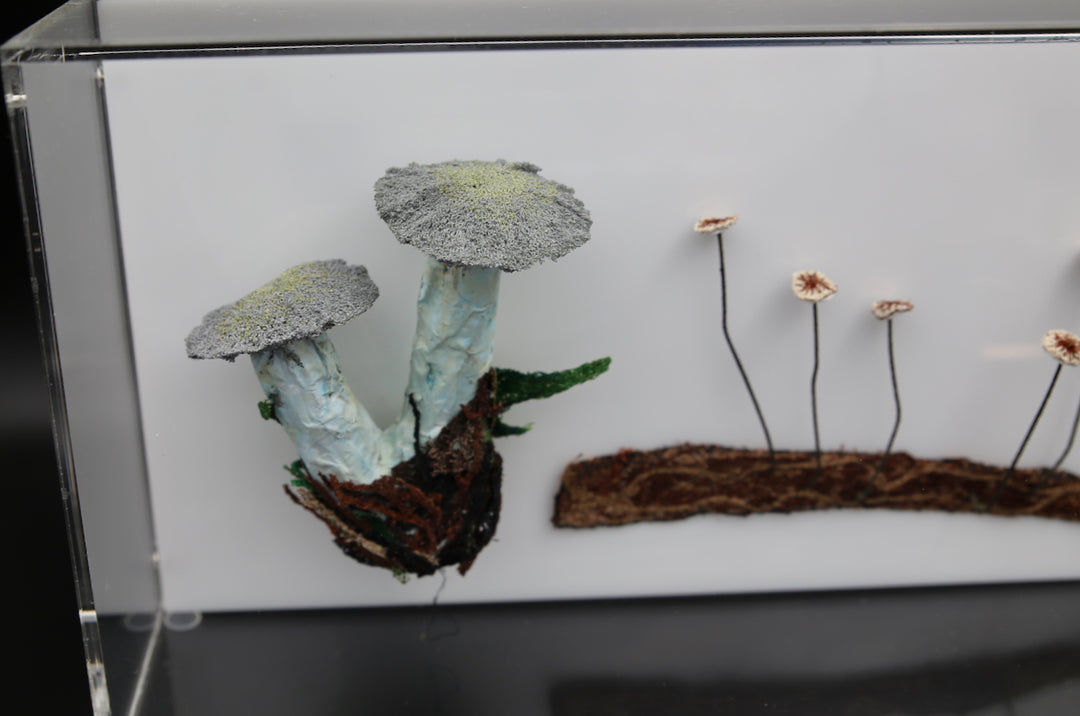 Fungi of New Zealand 3D Thread Sculpture #15.