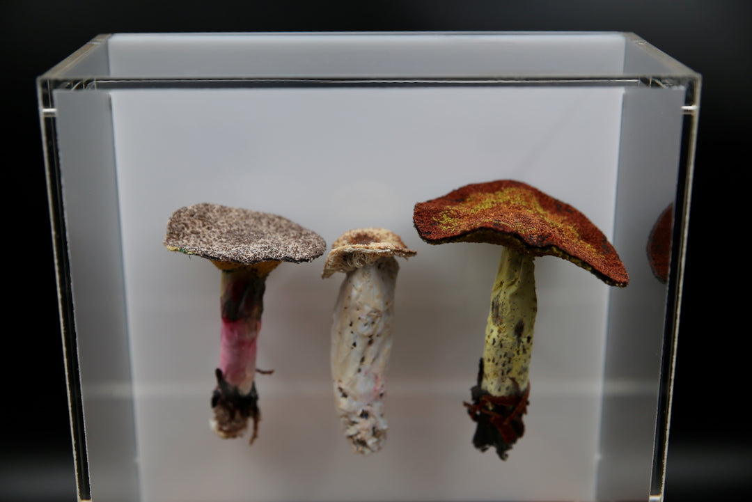 Fungi of New Zealand 3D Thread Sculpture #19.