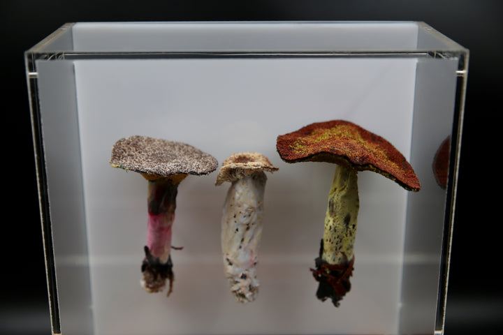 Fungi of New Zealand 3D Thread Sculpture #19.