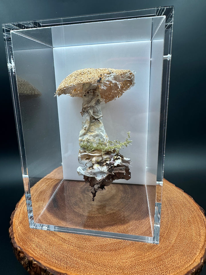 Deathcap Amanita fungi 3D Thread Sculpture.