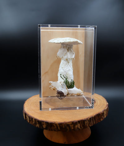 Deathcap Fungi 3D Thread Sculpture #5.