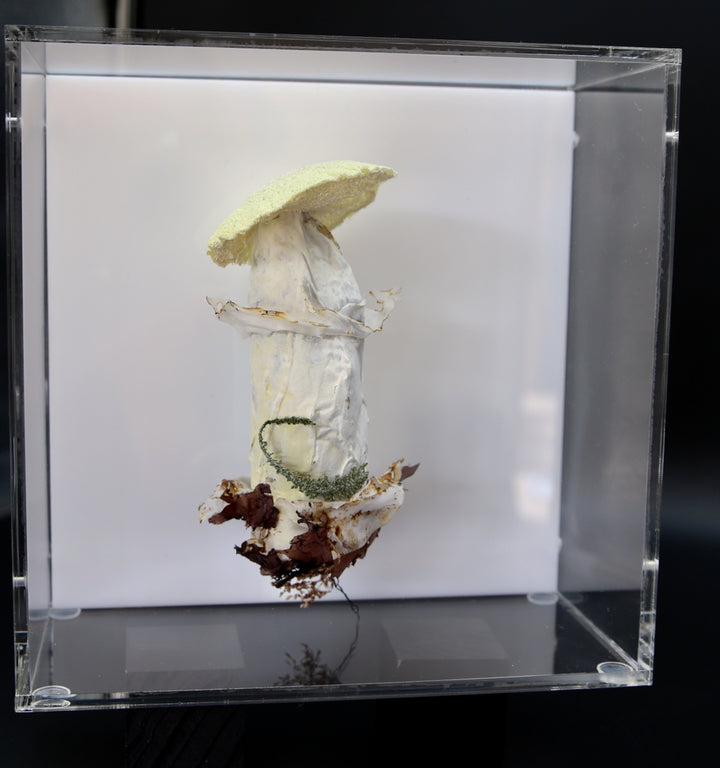 Deathcap Fungi 3D Thread Sculpture #6.