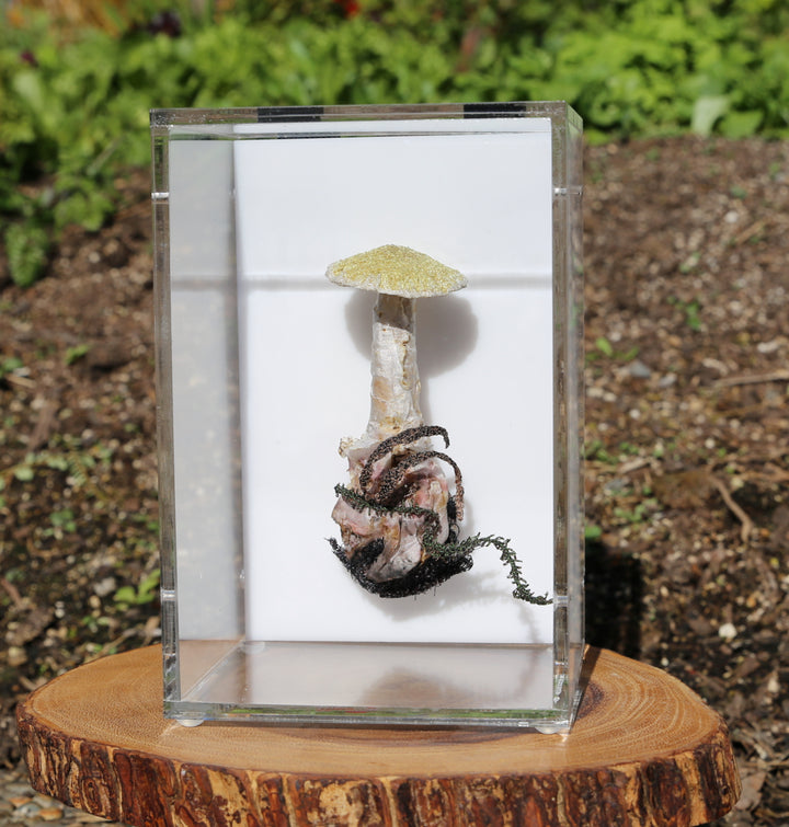 Deathcap Fungi 3D Thread Sculpture #10.
