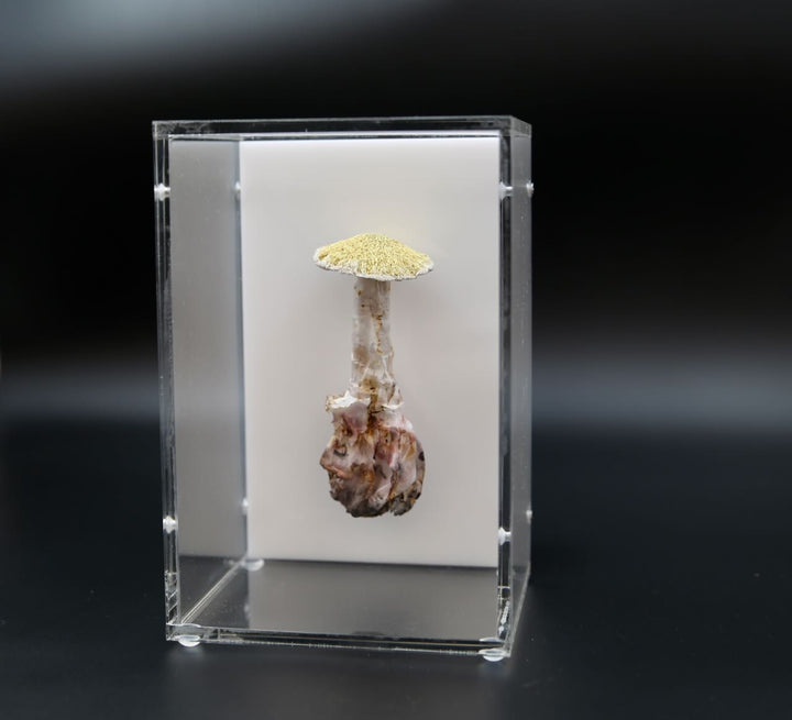 Deathcap Fungi 3D Thread Sculpture #10.