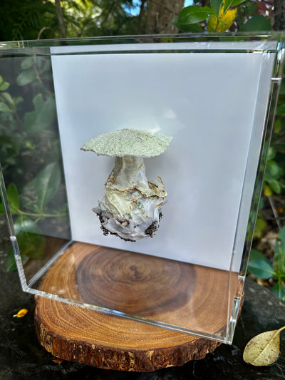 Deathcap Amanita fungi 3D sculpture.