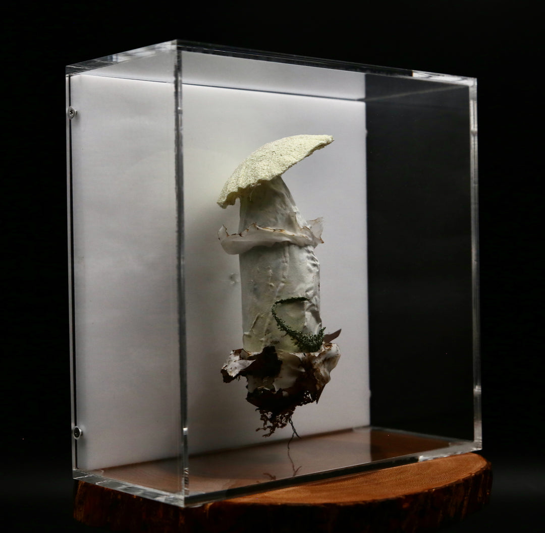 Deathcap Fungi 3D Thread Sculpture #6.