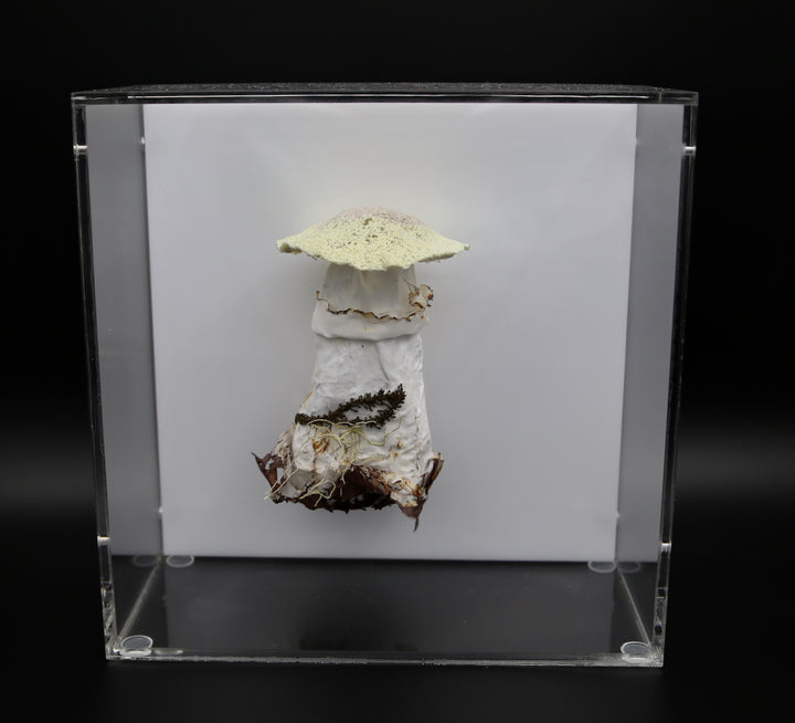 Deathcap Fungi 3D Thread Sculpture #7.