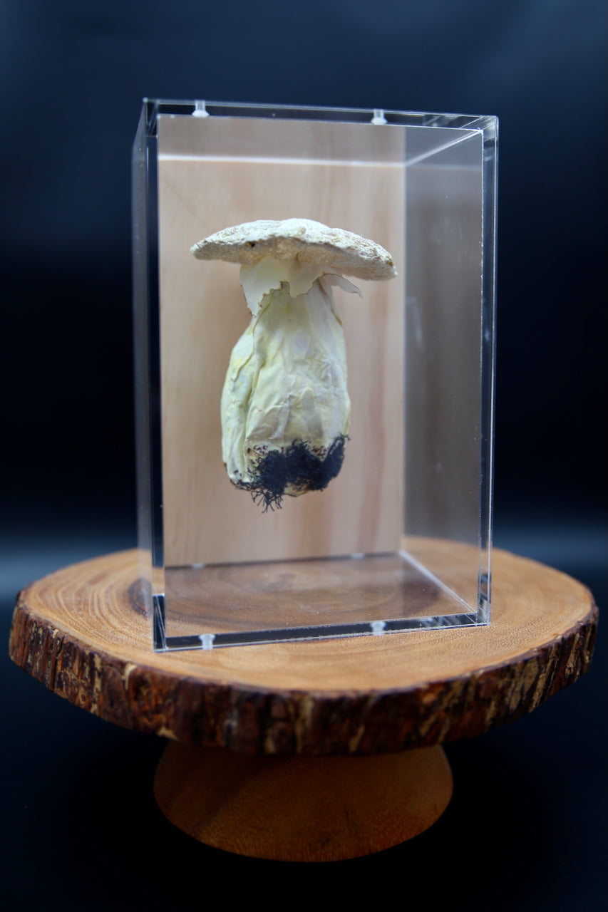 Deathcap Amanita fungi 3D Thread Sculpture #4.