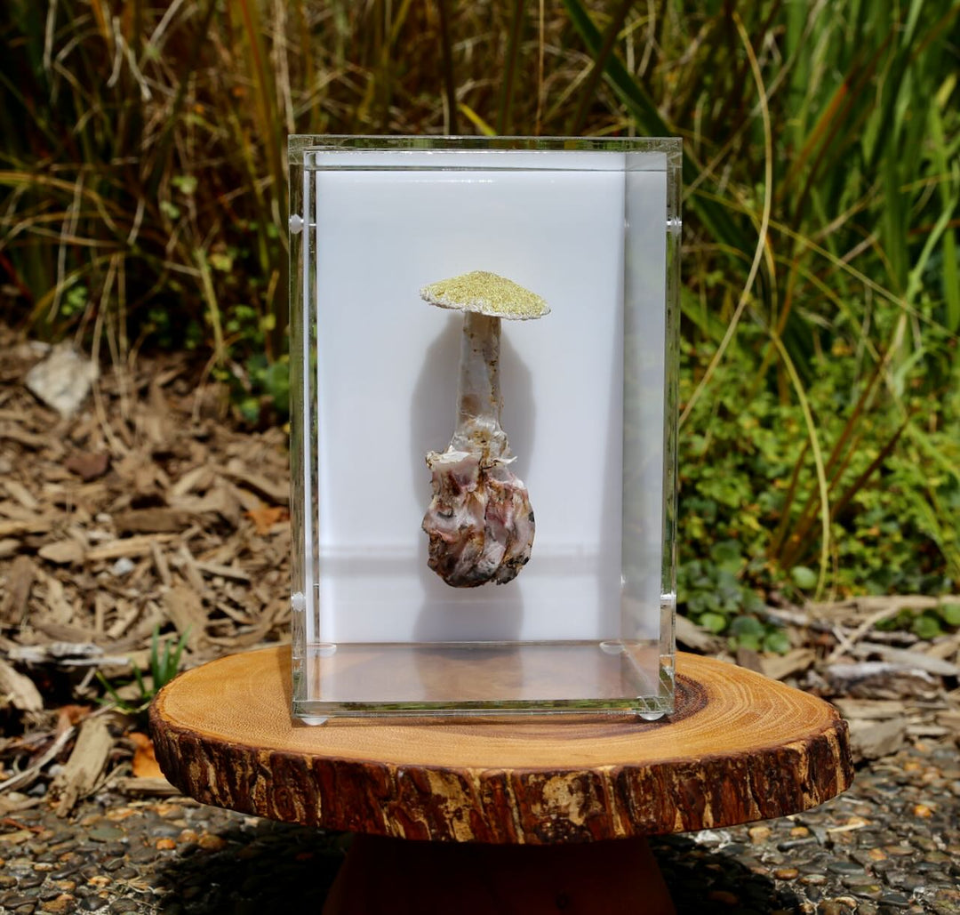 Deathcap Fungi 3D Thread Sculpture #10.