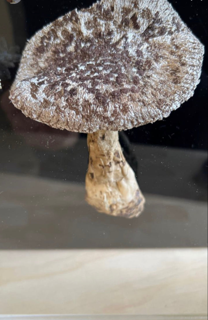 Amanita fungi 3D Thread Sculpture.