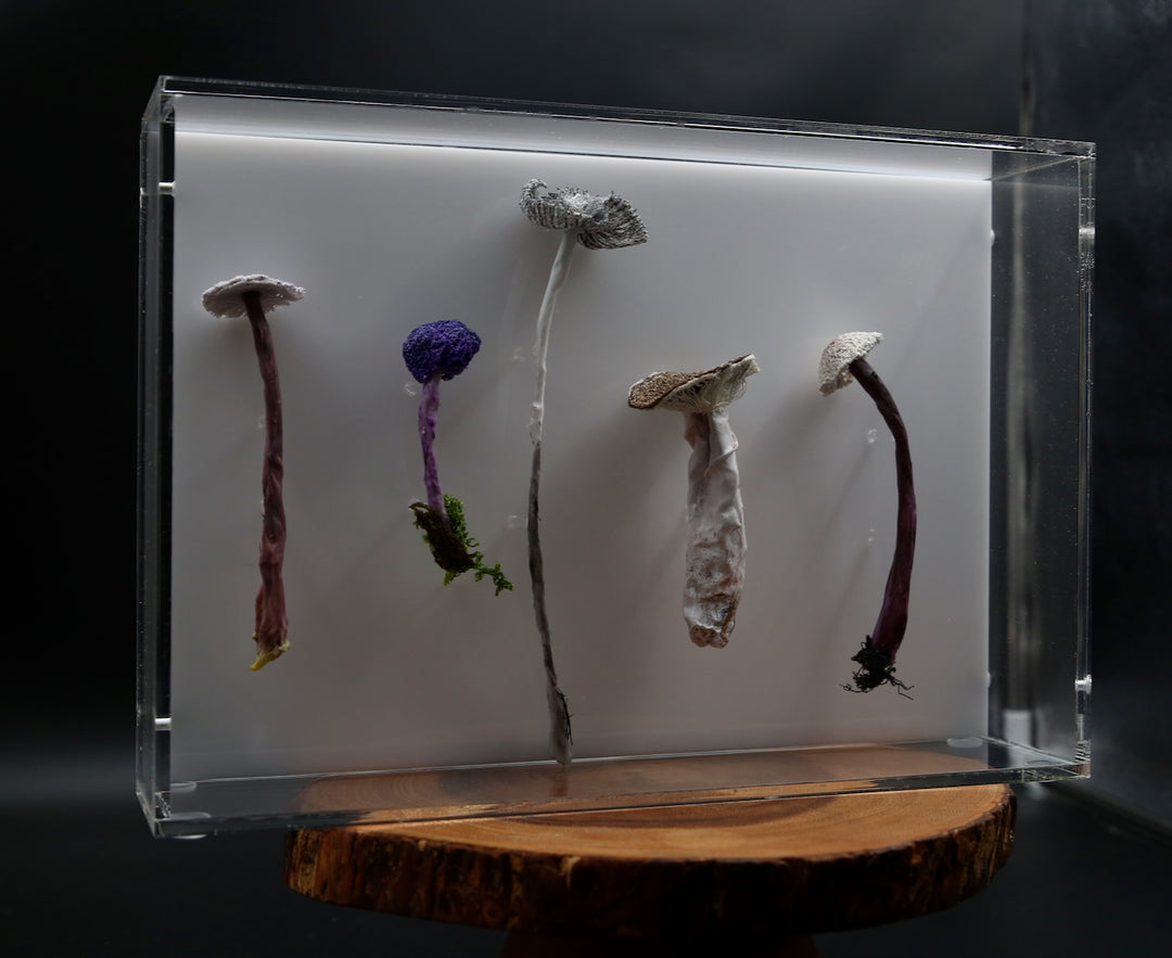 Fungi of New Zealand 3D Thread Sculpture #7.