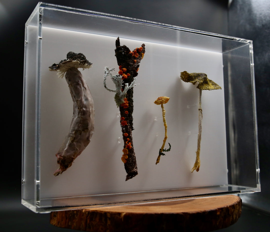 Fungi of New Zealand 3D Thread Sculpture #11.