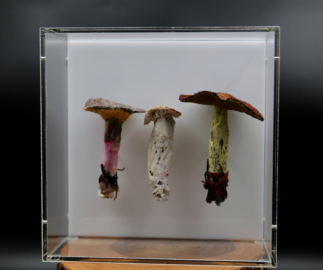 Fungi of New Zealand 3D Thread Sculpture #19.