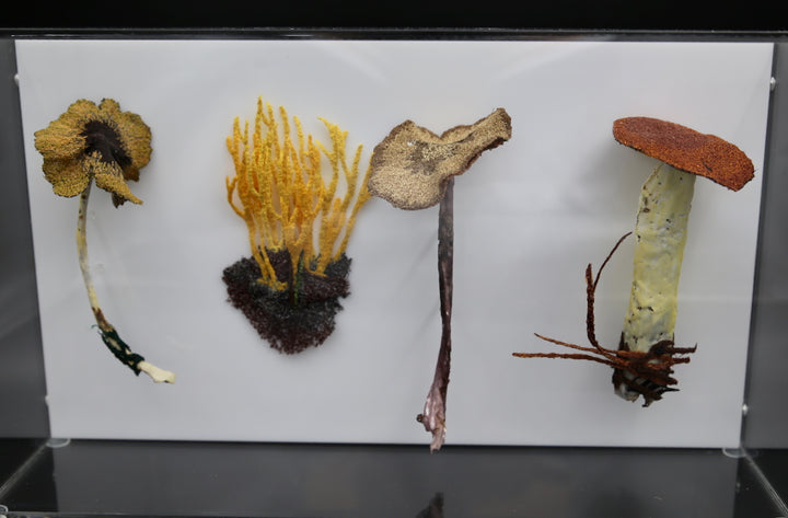 Fungi of New Zealand 3D Thread Sculpture #12.