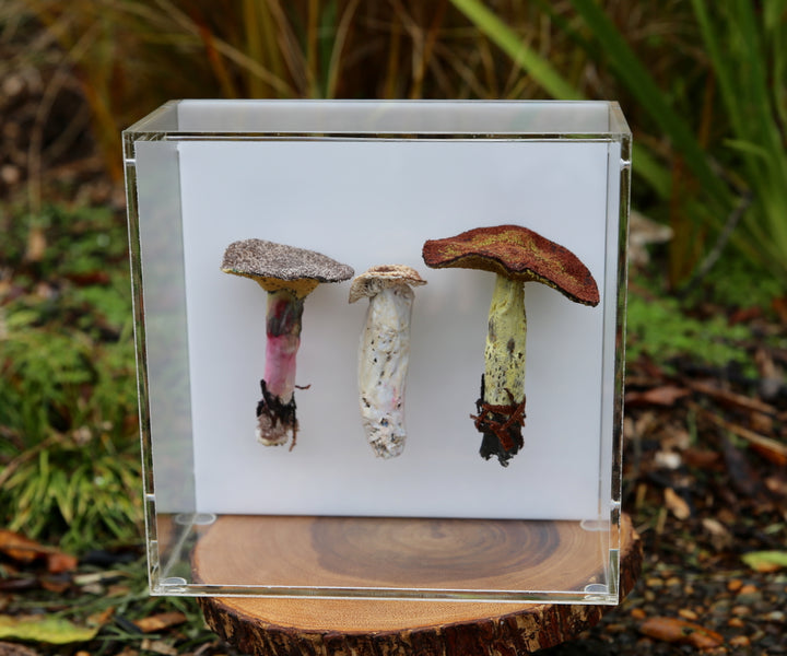 Fungi of New Zealand 3D Thread Sculpture #19.