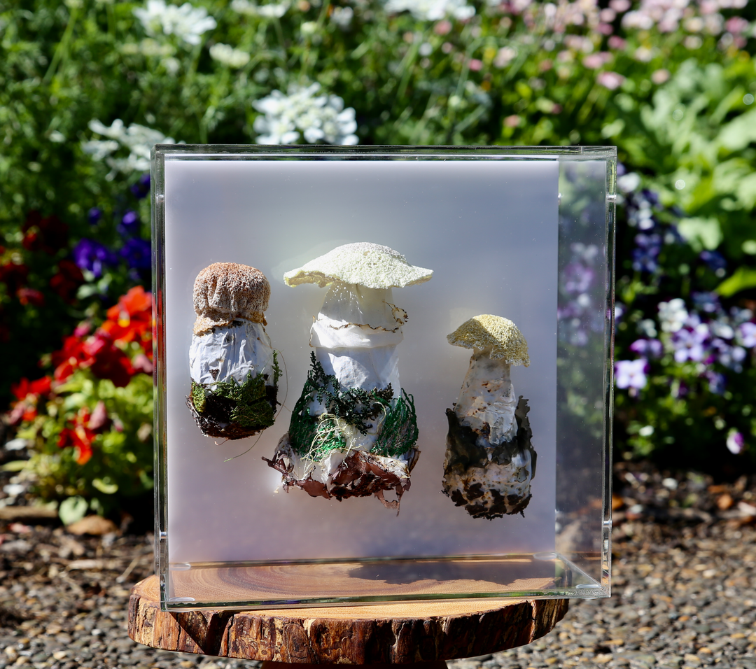 Fungi of New Zealand 3D Fibre Art #22.