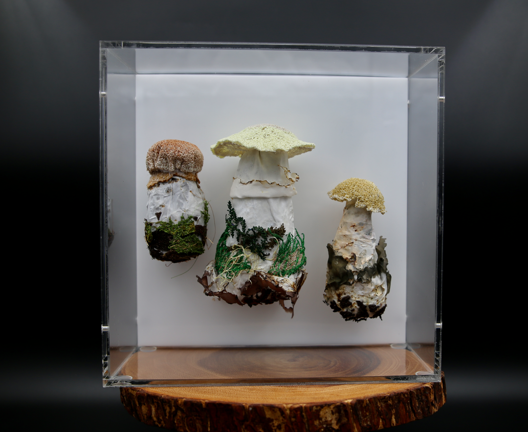 Fungi of New Zealand 3D Fibre Art #22.