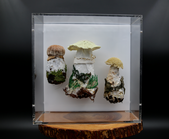 Fungi of New Zealand 3D Fibre Art #22.