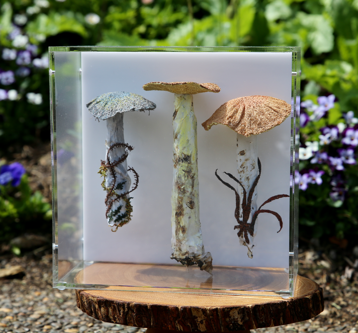Fungi of New Zealand 3D Fibre Art #23.