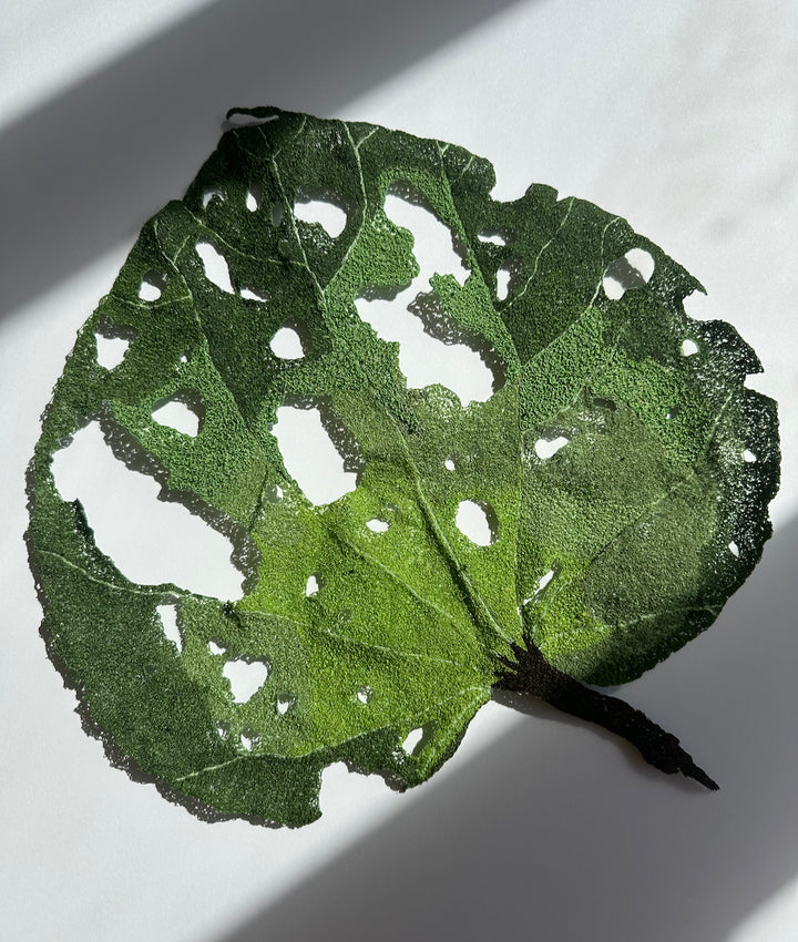 Giant Kawakawa Leaf 3D Thread Sculpture #4.
