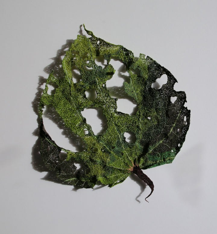Giant Kawakawa Leaf. #10.  3D Fibre art.