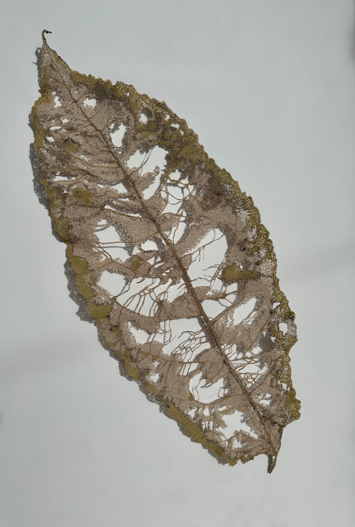 Large Māhoe Leaf skeleton. 3D Thread Sculpture #2.